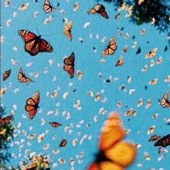 Meet your Posher, Erin - Picture 1 of 1